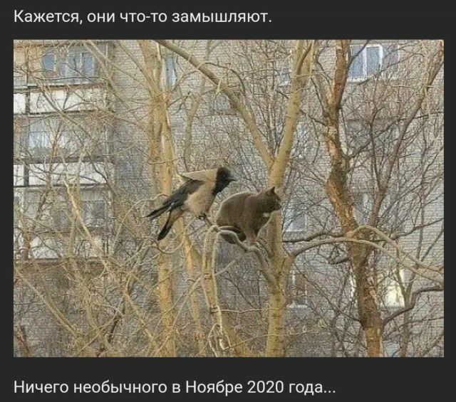 Кажется ОНИ ЧТО ТО замышляют Ничего необычного в Ноябре 2020 года