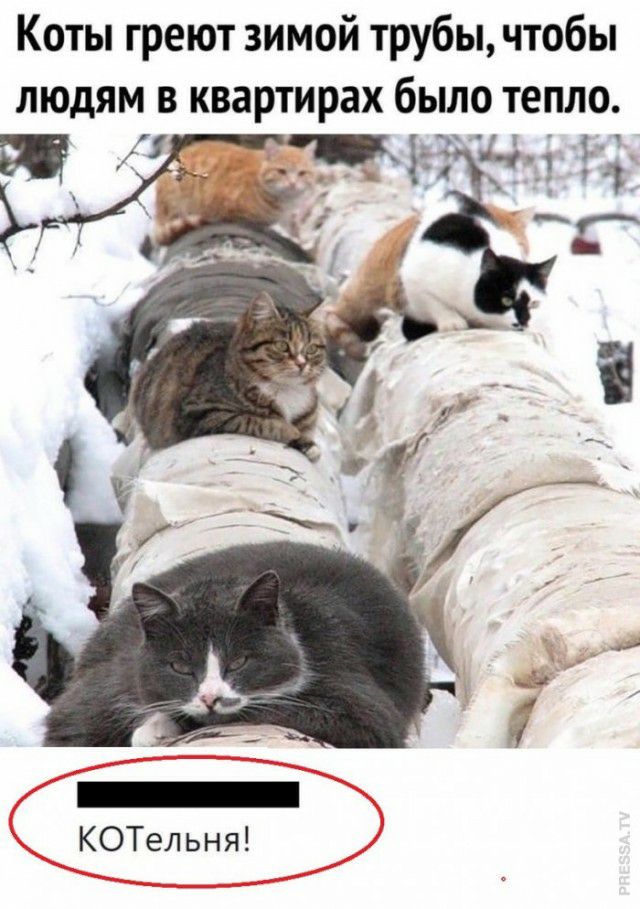 Коты греют зимой трубы чтобы людям в квартирах было тепло и чё щ КОТельня