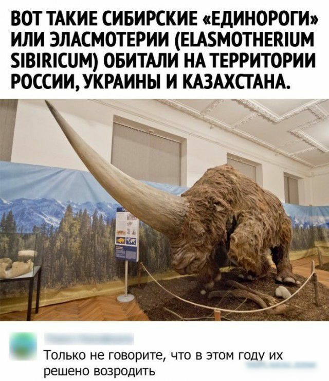 ВОТ ТАКИЕ СИБИРСКИЕ ЕДИНОРОГИ ИЛИ ЭЛАСМОТЕРИИ ЕЦБМОТНЕКШМ ВКСПМ ОБИТАЛИ НА ТЕРРИТОРИИ РОССИИУКРАИНЬ И КАЗАХСТАНА Только не говорите что в этом году их решено возродить