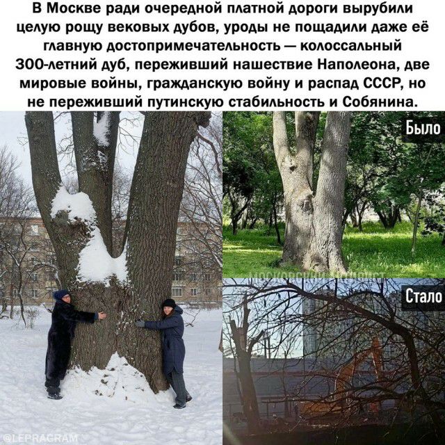 В Москве ради очередной платной дороги вырубили Целую рощу вековых Аубов уроды не пощадиди даже её главную Аостопримечатедьность кодоссадьный ЗОО летний дуб переживший нашествие Напопеона Аве мировые войны гражданскую войну и распад СССР но не переживший путинскую стабильность и Собянина