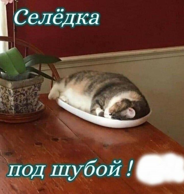 ГСелёдка