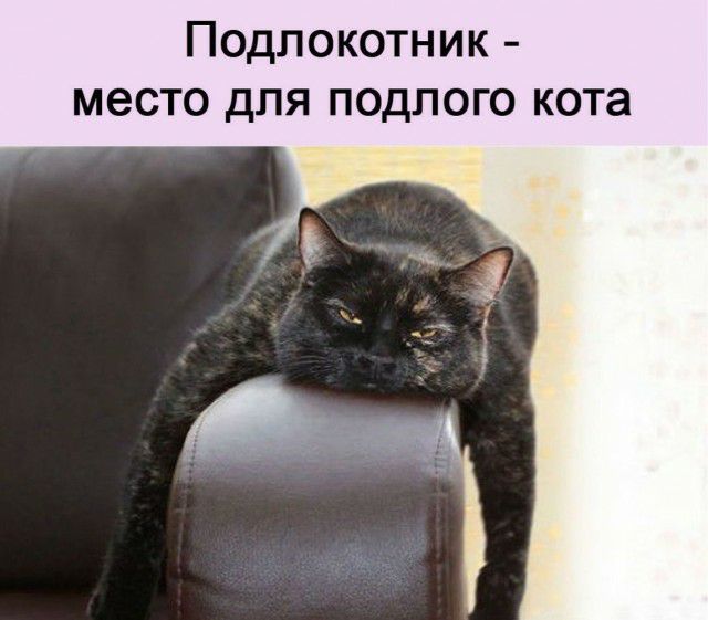 Подлокотник место для подлого кота
