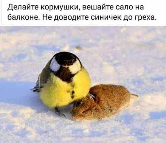 делайте кормушки вешайте сало на балконе Не доводите синичек до греха