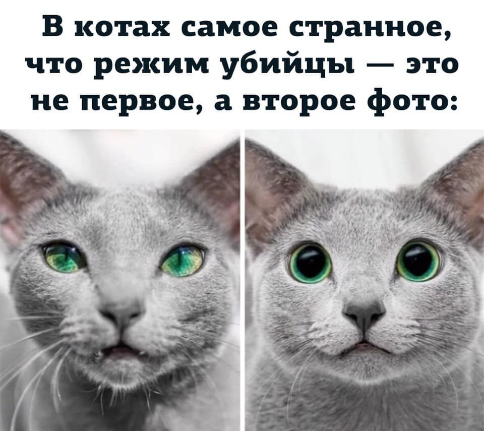 В котах самое странное что режим убийцы это не первое а второе фото