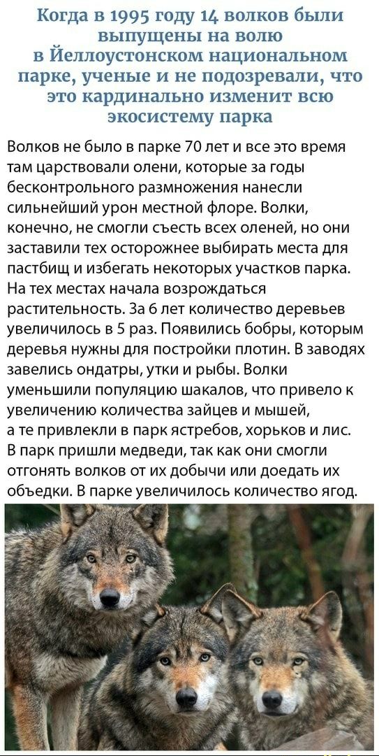 Когда в 1995 году 11 волков были ВЬЛПУЩЁНЬЦ на волю в Иеллоустонском национальном парке ученые и не подозревали что это кардинально изменит всю экосистему парка Волков не было в парке 70 лет и все это время там царствовали опени которые за годы бесконтрольного размножения нанесли сильнейший урон местной флоре Волки конечно не смогли съесть всех оленей но они заставили тех осторожнее выбирать места