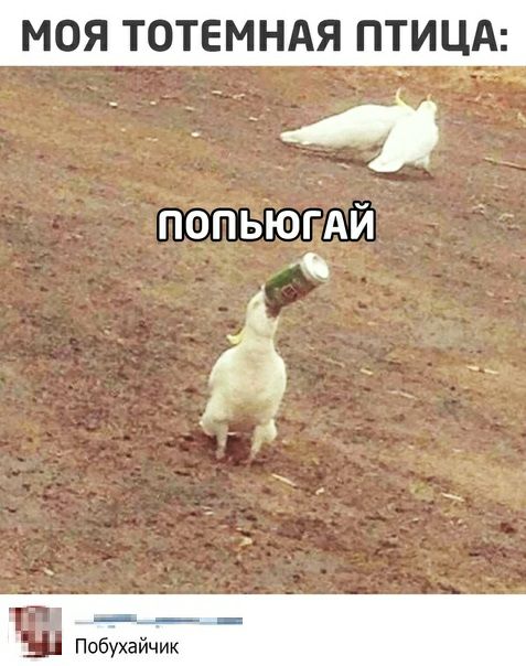 МОЯ ТОТЕМНАЯ ПТИЦА _ В Побухайчик