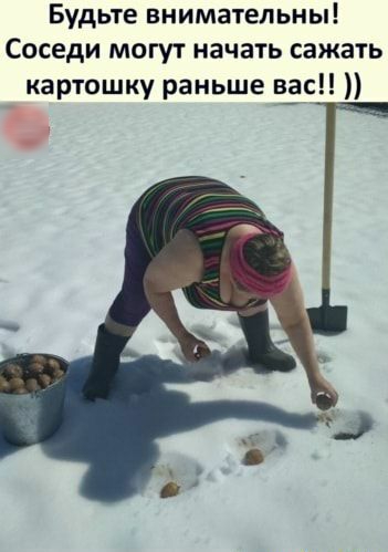 Будьте внимательны Соседи могут начать сажать картошку раньше вас