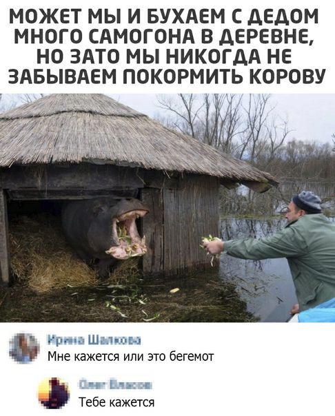 МОЖЕТ МЫ И БУХАЕМ С ДЕДОМ МНОГО САМОГОНА В дЕРЕВНЕ НО ЗАТО МЫ НИКОГДА НЕ ЗАБЫВАЕМ ПОКОРМИТЬ КОРОВУ 1 ш __ ь Мне кажется или это бегемот Тебе кажется