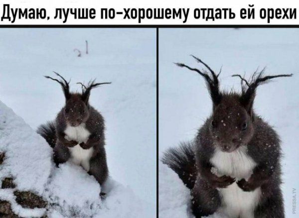 Думаю лучше по хорошему отдать ей орехи