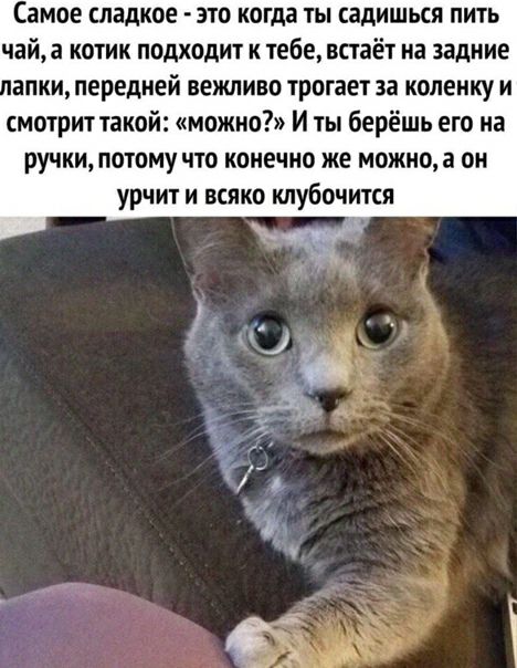 Самое сладкое это когда ты садишься пить чайа котик подходит к тебе встаёт на задние апки передней вежливо трогает за коленку и смотрит такой можно И ты берёшь его на ручки потому что конечно же можно а он урчит и всяко клубочится