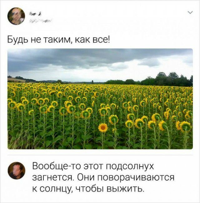 О Будь не таким как все Вообщето этот подсолнух загнется Они поворачиваются к солнцу чтобы выжить