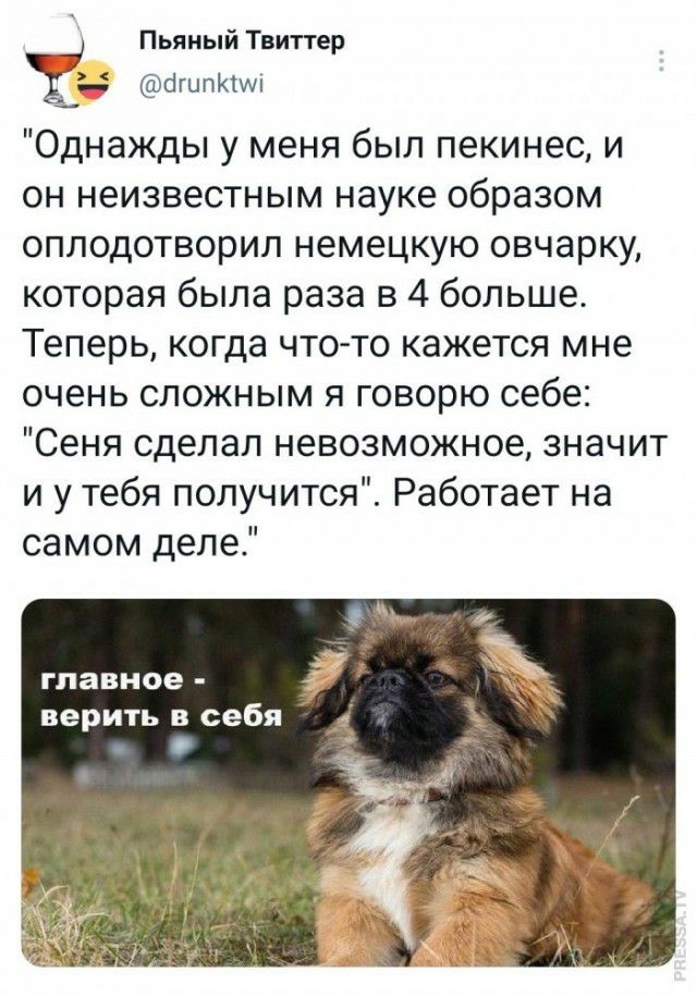 Пьяный Твиттер ЦгипКші Однажды у меня был пекинес и он неизвестным науке образом оплодотворип немецкую овчарку которая была раза в 4 больше Теперь когда что то кажется мне очень сложным я говорю себе Сеня сделал невозможное значит и у тебя получится Работает на самом деле главное верить в себя _ _