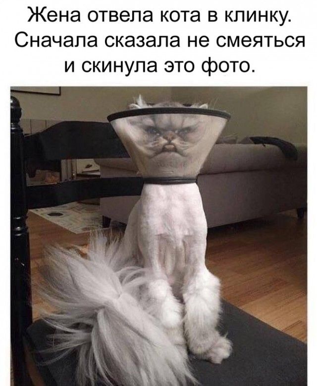 Жена отвела кота в кпинку Сначала сказала не смеяться и скинула это фото