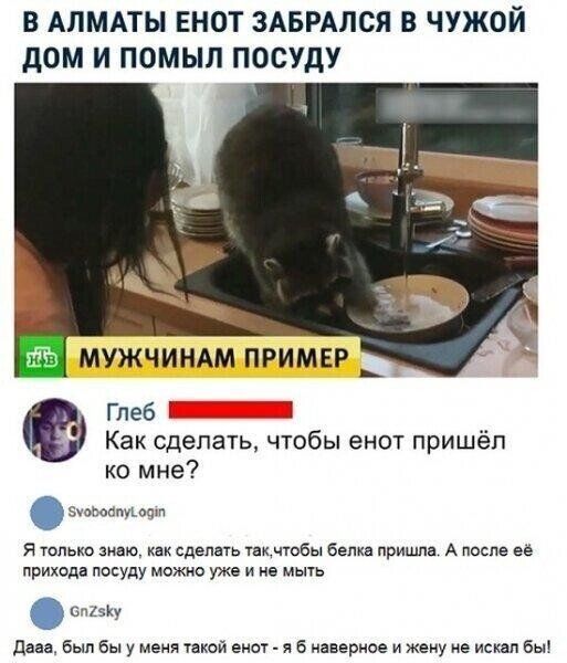 В АЛМАТЫ ЕНОТ ЗАБРАЛСЯ В ЧУЖОЙ дОМ И ПОМЫЛ ПОСУдУ МУЖЧИНАМ ПРИМЕР _ Глеб 3 Как сделать чтобы енот пришёл ко мне я только мю сделать такчтобы белка пришли А после ее прихода посуду можно уже и не мыть ищу дааа был Вы у меня такей енот _ я б наверное и жену не искал бы