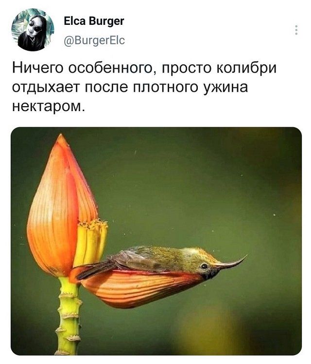 Еса Вигуег ВцщегЕіс Ничего особенного просто колибри отдыхает после плотного ужина нектаром