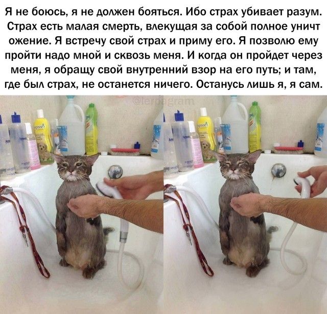 Я не боюсь я не доюкен бояться Ибо страх убивает разум Страх есть мадая смерть вдеиущая за собой попное уничт ожение Я встречу свой страх и приму его Я позвопю ему пройти надо мной и сквозь меня И когда он пройдет через меня я обращу свой внутренний взор на его путь и там где быд страх не останется ничего Останусь АИШЬ я я сам