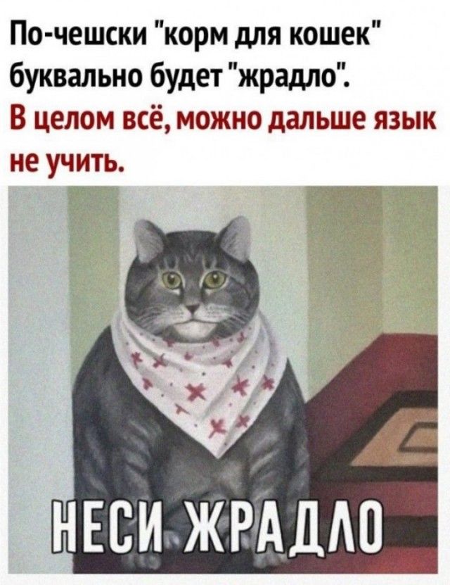 По чешски корм для кошек буквально будет жрадло В целом всё можно дальше язык не учить