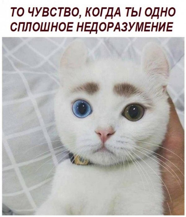ТО ЧУВСТВО КОГДА ТЫ ОДНО СПЛОШНОЕ НЕДОРАЗУМЕНИЕ