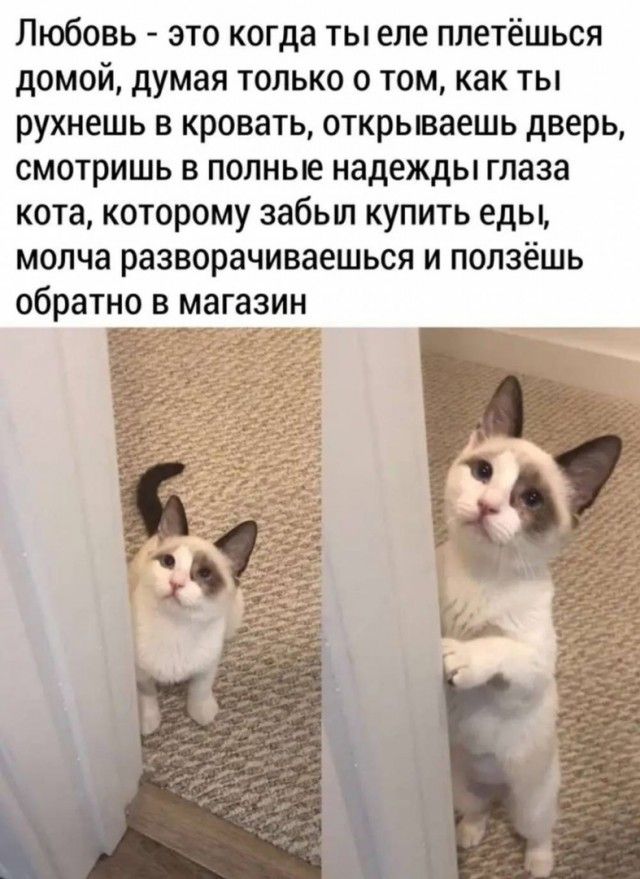 Любовь  это когда ты еле плетёшься домой, думая только о том, как ты рухнешь в кровать, открываешь дверь, смотришь в полные надежды глаза кота, которому забыл купить еды, молча разворачиваешься и ползёшь обратно в магазин ое