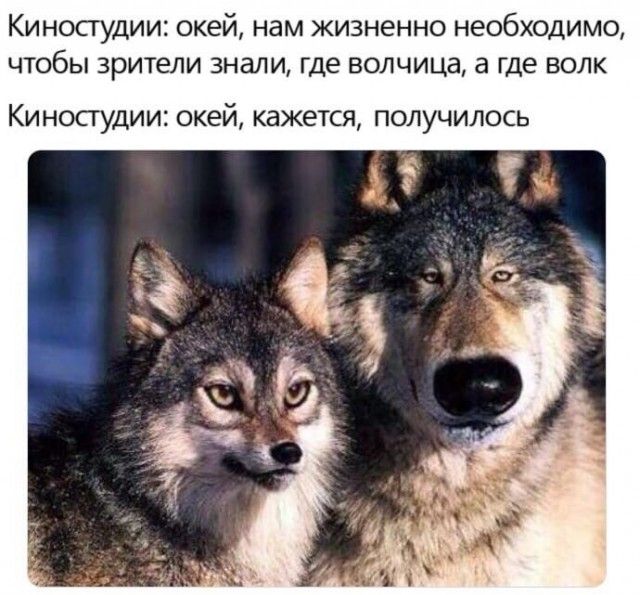 Киносгудииз окей, нам жизненно необходимо, чтобы зрители знали, где волчица, а где волк киностудии: окей, кажется, получилось