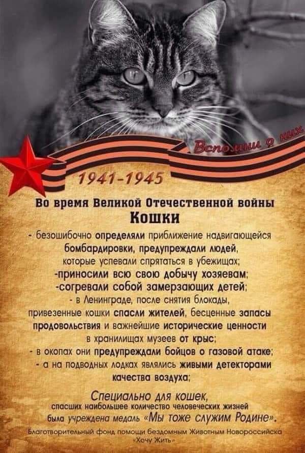 1947 7945 _ Во время Великой отечественной войны КОШКИ Безошибочио опредемми прибАижение ноАвигоющейся бомбардировки предупрехьом людей которые УСПЭБОАИ СПРЯТОТЬСЯ В убЕЖИЩПХ приносиди всю свою добычу хозяевам согревсми собой замерзающих Аетей в Аенинтроде пооте снятия БАОКОАЫ привезенные кошки спасли жителей бесценные запасы продоводьствия и важнейшие исторические ценности в храниищо музеев от кр