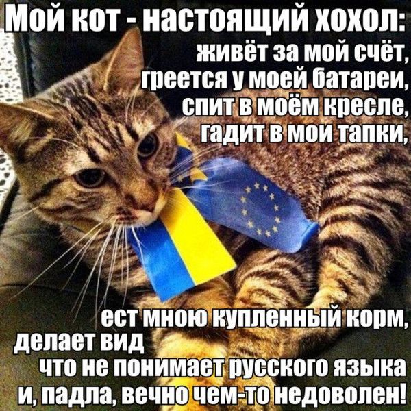 Мои ШП ННВШЯЩИИ КШШЛ живёт за мой счёт тпоотоя моои батапви опит вёмоём кпоспо Ё гадит вамои тапки Ж ост Мною купленным иопм делает вид _ что не понимает енного пзыиа И подло ВБ ЧЕМ ТШНВДОВВПВН
