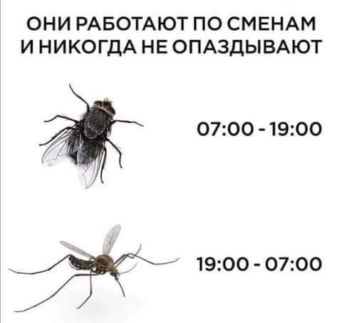 ОНИ РАБОТАЮТ ПО СМЕНАМ И НИКОГДА НЕ ОПАЗДЫВАЮТ 0700 1900 1900 0700