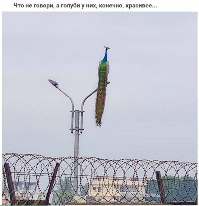 Что не говори а голуби у них конечно красивее