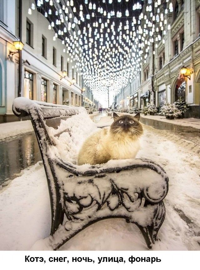 Кота снег ночь улица фонарь