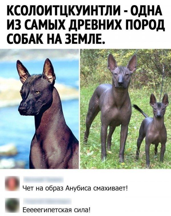КСОЛОИТЦКУИНТЛИ ОДНА ИЗ САМЫХ ДРЕВНИХ ПОРОД СОБАК НА ЗЕМЛЕ Чет на образ Анубиса смахивает Ееееегипетская сила