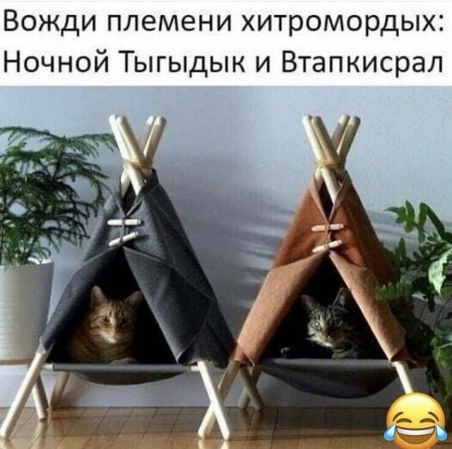 Вожди племени хитромордых Ночной Тыгыдык и Втапкисрал