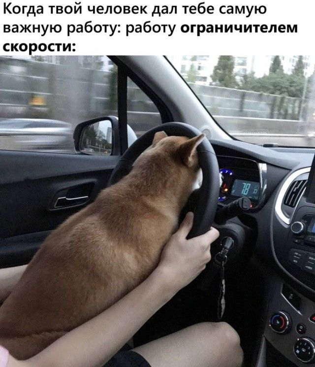 Когда твой человек дал тебе самую важную работу работу ограничителем скорости