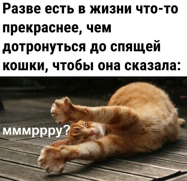 Разве есть в жизни что то прекраснее чем дотронуться до спящей кошки чтобы она сказала и мёд мммрррх _7_