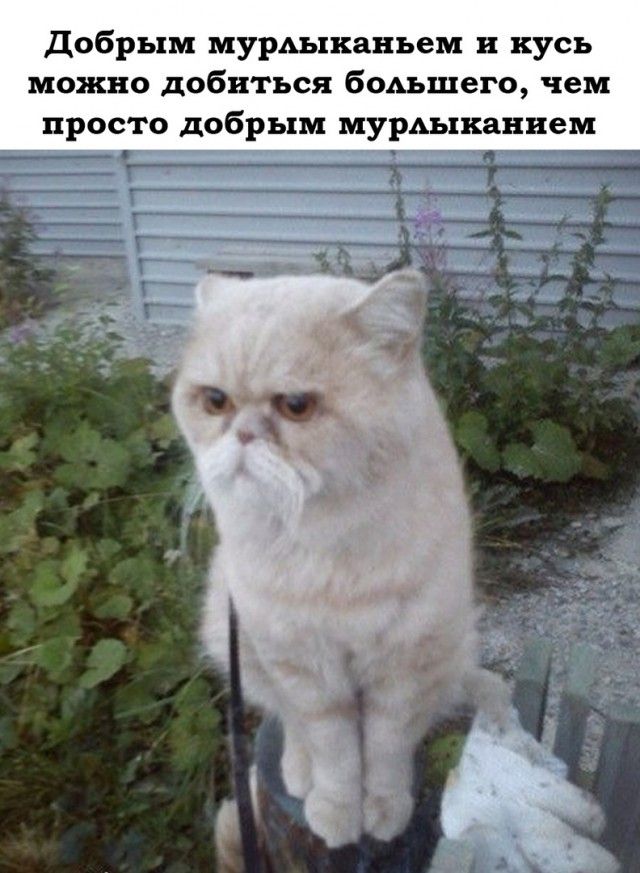 добрым мурдыканьем и кусь можно добиться бОАъшего чем просто добрым мурдыканием