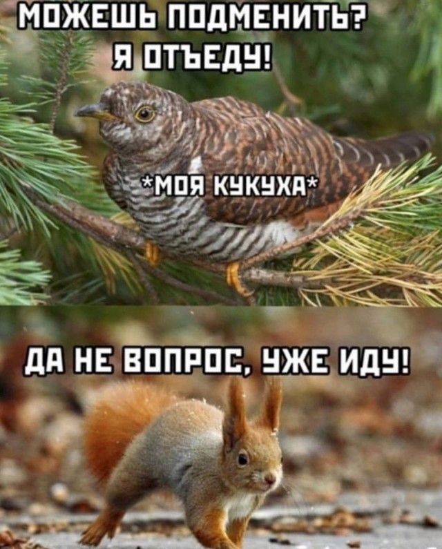 ЙПЖЕШЬ ППДМЕНИТЬ ЯПТЪЕДН ауд г1УЁ ампя кьікнхт
