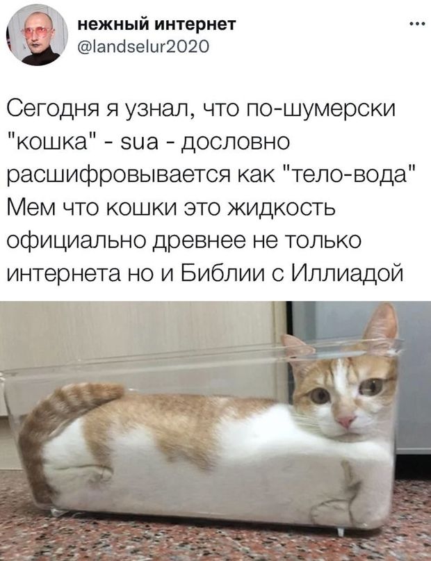 нежный интернет апозеіиг2020 Сегодня я узнал что пошумерски кошка виа дословно расшифровывается как тело вода Мем что кошки это жидкость официально древнее не только интернета но и Библии с Иллиадой