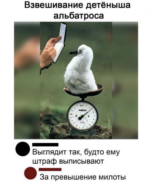 Взвешивание детёныша альбатроса _ Выглядит так будто ему штраф выписывают За превышение мипоты