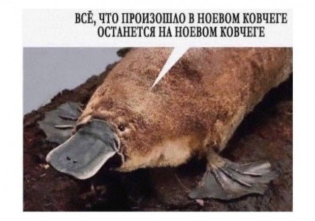 ВСЕ ЧТО ПРОИЗОШАО В НОЕВОМ КОВЧЕГЕ ОСТ ШЕТСЯ НА НОЕВОМ КОВЧЕГЕ