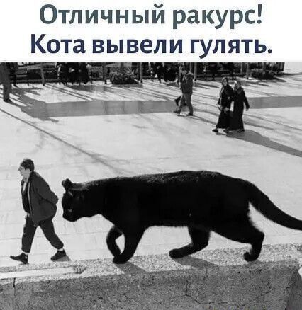 Отличный ракурс Кота вывели гулять