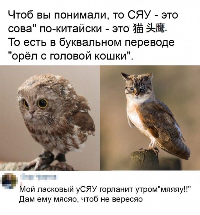 Чтоб вы понимали то СЯУ это сова по китайски это ЁЁ Ш То есть в буквальном переводе орёл с головой кошки чит г Мой ласковый уСЯУ горланит утроммяяяу Дам ему мясяо чтоб не вересяо