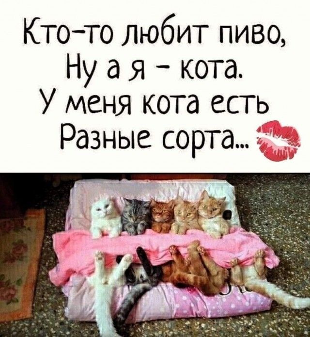 Ктото любит пиво Ну а Я кота У меня кота есть Разные сорта