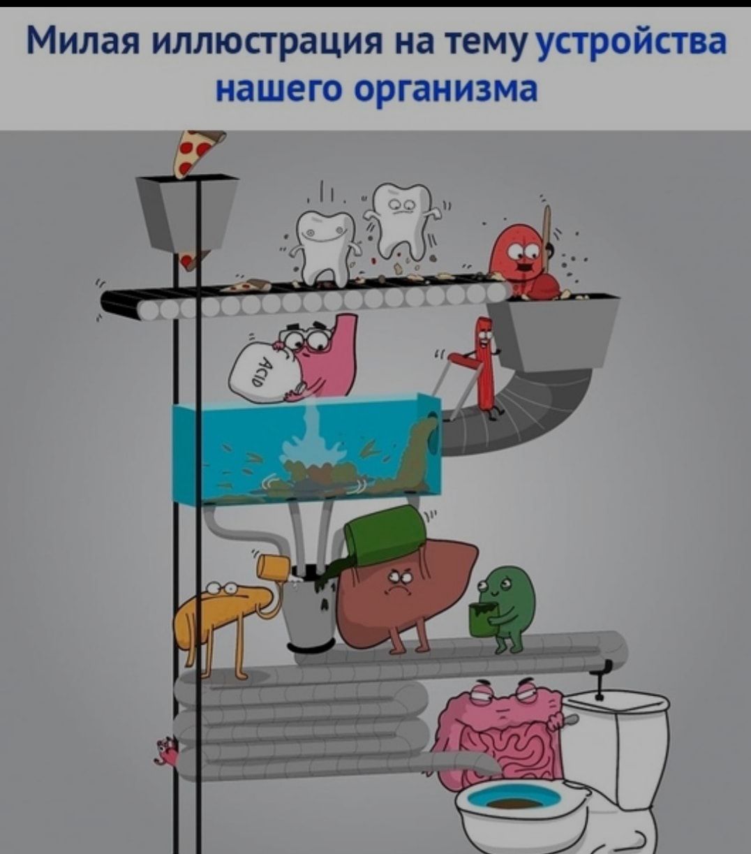 Милая иллюстрация на тему устройства нашего организма