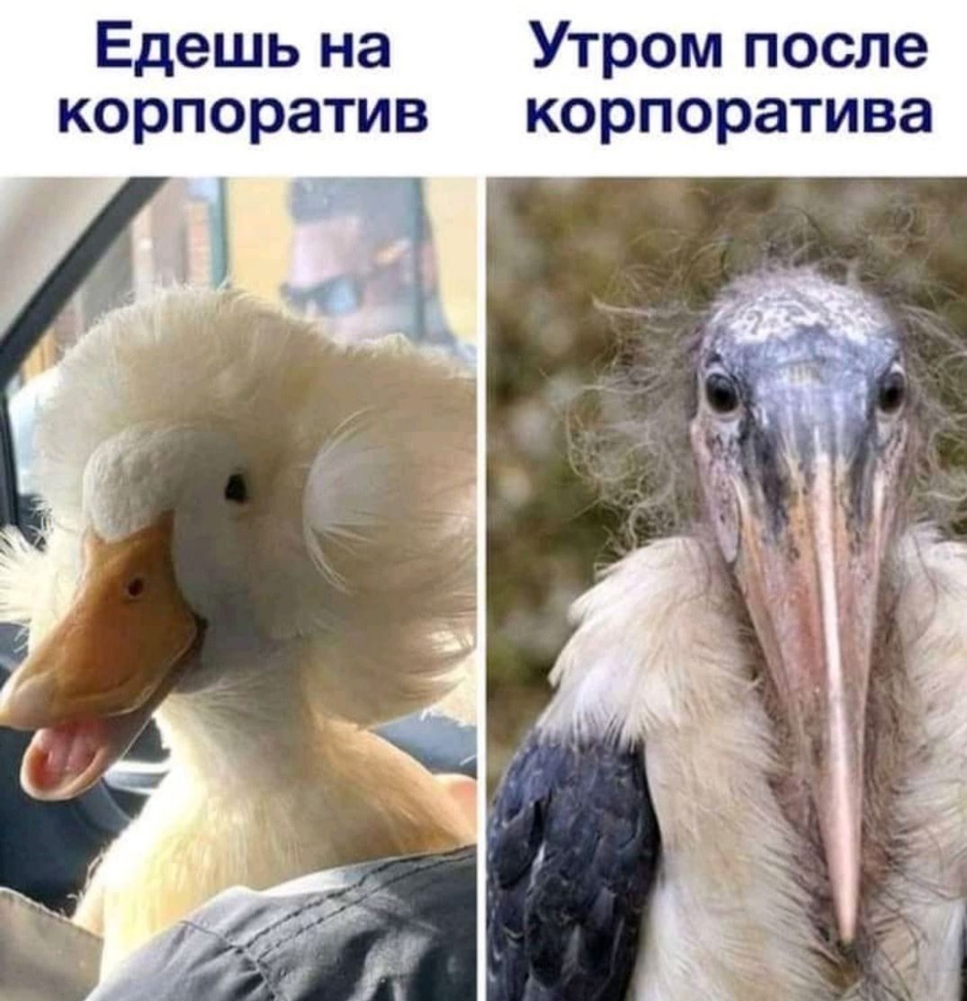 Едешь на Утром после корпоратив корпоратива