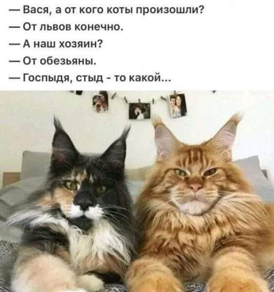 Вася а от кого коты произошли От львов конечно А наш хозяин От обезьяны Госпыдя стыд то какой