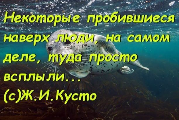 всплыіи _ сЖИ Кусто
