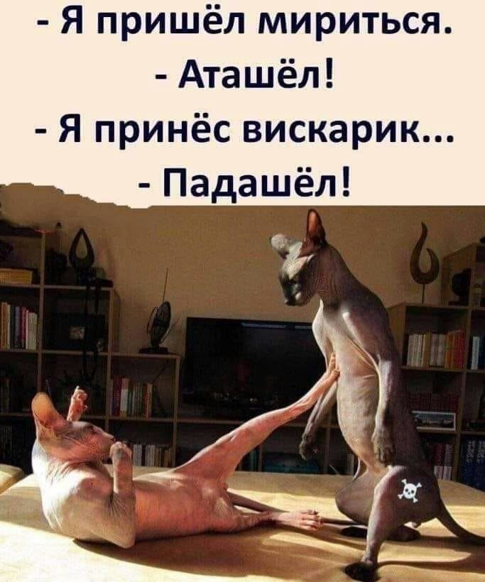 Я пришёл мириться Аташёл Я принёс вискарик Падашёл