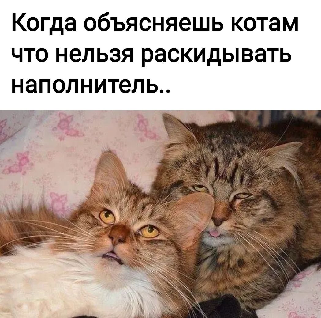 КОГДЗ 06ЪЯСНЯ6ШЬ котам ЧТО нельзя раскидывать НЗПОЛНИТеЛЬ