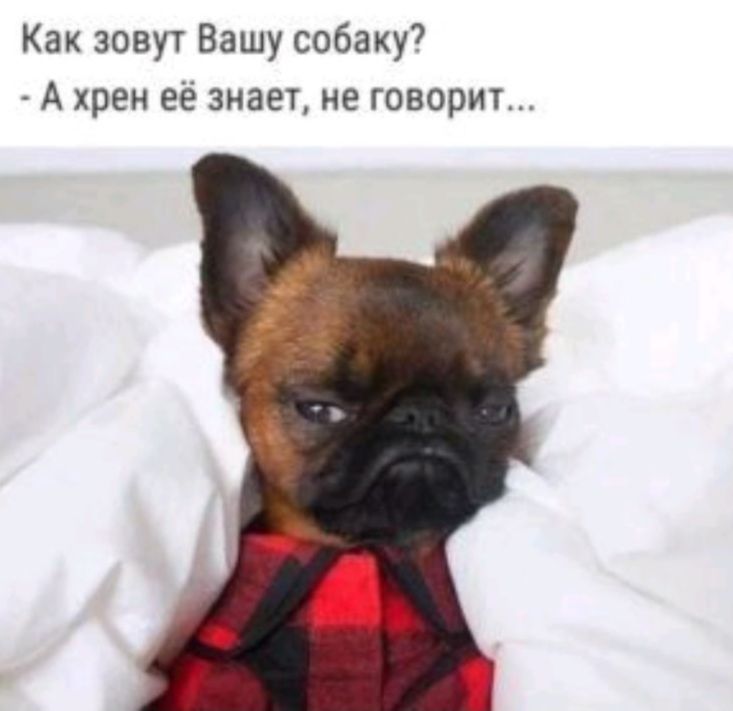 Как зовут Вашу собаку7 А хрен её знает ие говорит