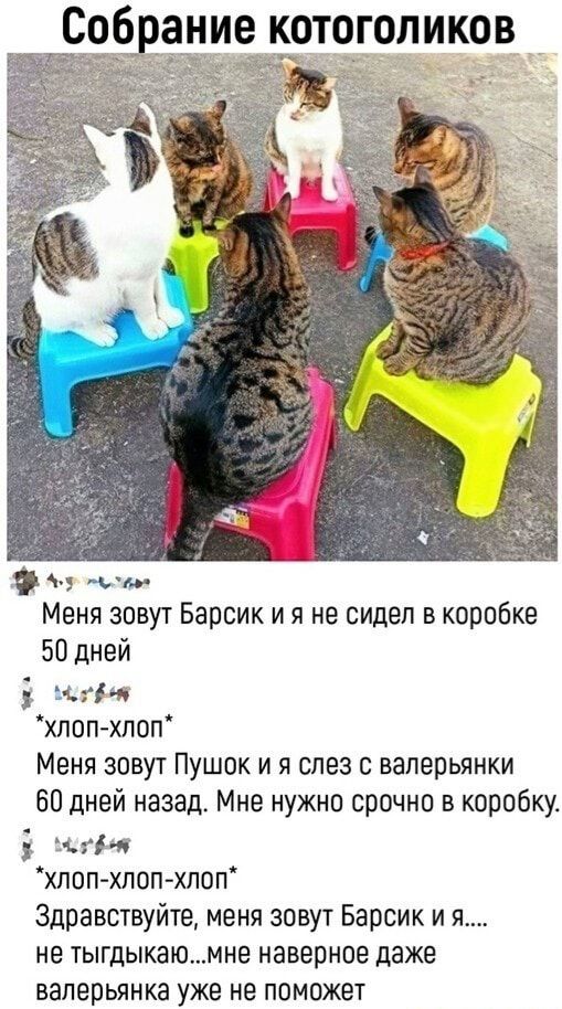 гоірание котогопик Ы м Меня зовут Барсик и я не сидел в коробке 50 дней или хлопхлоп Меня зовут Пушок и я слез с валерьянки 60 дней назад Мне нужно срочно в коробку иінг хпоп хлоп хлоп Здравствуйте меня зовут Барсик и я не тыгдыкаюмне наверное даже ваперьянка уже не поможет