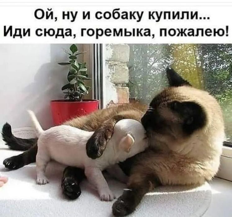 Ой ну и собаку купили Иди сюда горемыка пожалею _